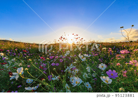 夕日とコスモス畑 夕日とコスモス畑 95123881