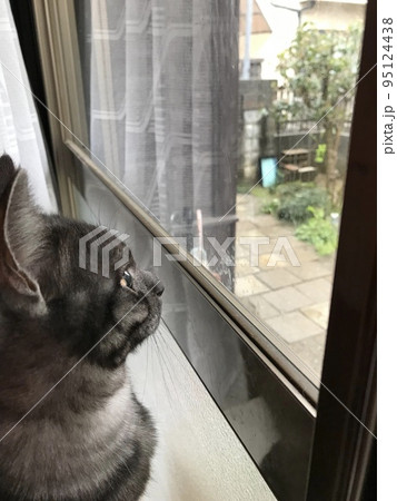 ねこ　横顔 95124438