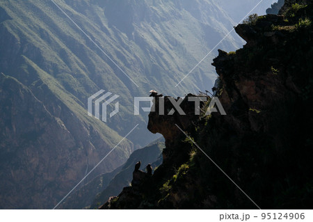 Condors above the Colca canyon at Condor Cross or Cruz Del Condor viewpoint, Chivay, Peru 95124906