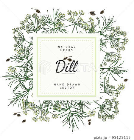 Dill banner with text and square frame, sketch vector illustration on white background. 95125115