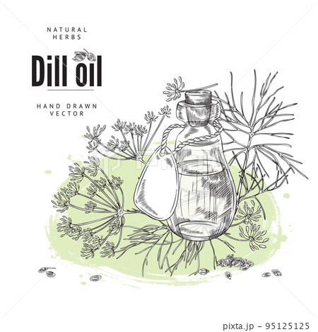 Dill food and medicinal aromatic oil badge or banner sketch vector illustration. 95125125