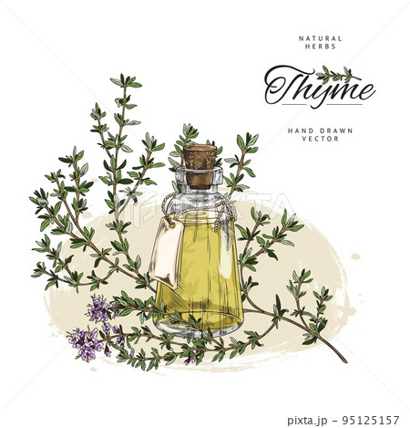Hand drawn thyme oil and twig with leaves and flowers sketch style Hand drawn thyme oil and twig with leaves and flowers sketch style 95125157