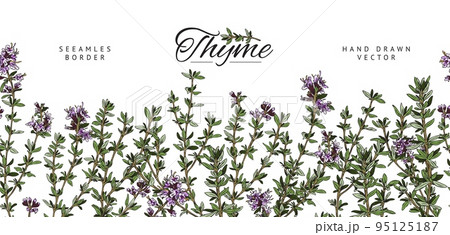 Thyme hand drawn seamless border design sketch vector illustration isolated. 95125187