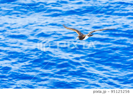 海上を飛ぶ海鳥 与那国 海上を飛ぶ海鳥 与那国 95125256