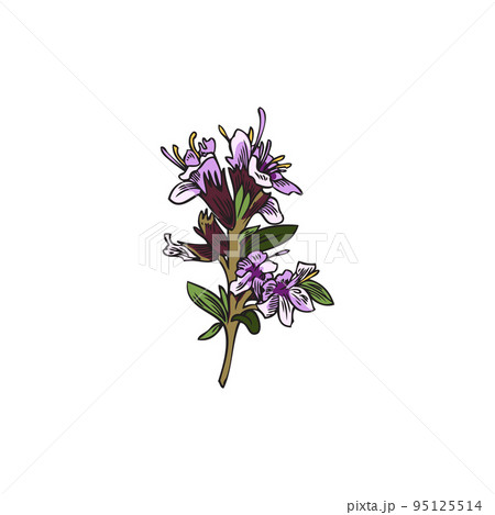 Thyme cooking plant with flowers hand drawn sketch vector illustration isolated. 95125514