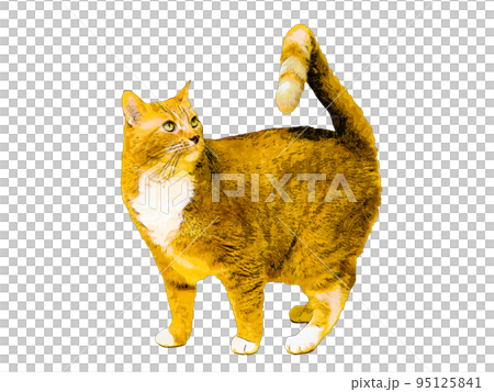 貓的逼真插圖 貓的逼真插圖 95125841