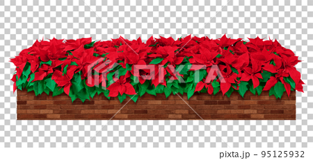ポインセチア クリスマス 背景素材 イラスト リアル 95125932