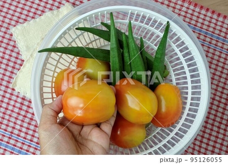 Hand Holding Fresh Tomatoes Before Cooking Hand Holding Fresh Tomatoes Before Cooking 95126055