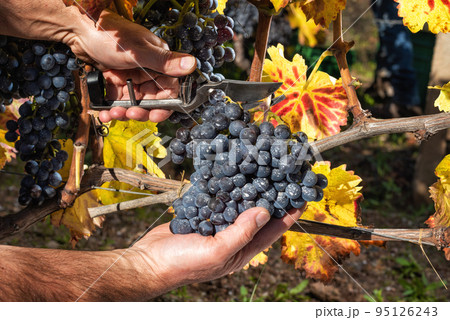 Cannonau grape harvest. Manual harvesting of grapes. Agriculture. 95126243