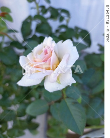 気品のある薔薇一輪の写真素材 [95126438] - PIXTA