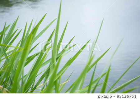 青々と美しい緑葉の光景 青々と美しい緑葉の光景 95126751