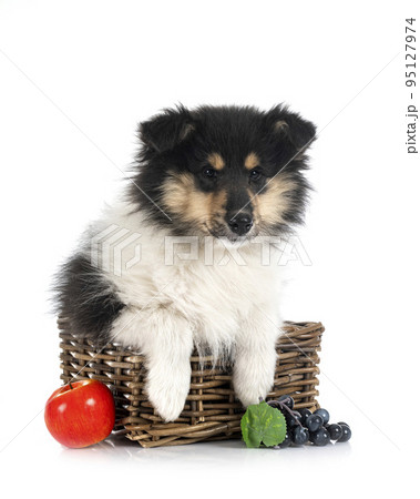 puppy Rough Collie 95127974