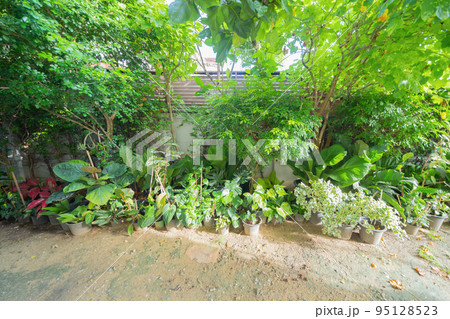 Green household vegetable plant pots leaves of trees in garden park in home or house. Exterior natural material for decoration background Green household vegetable plant pots leaves of trees in garden park in home or house. Exterior natural material for decoration background 95128523