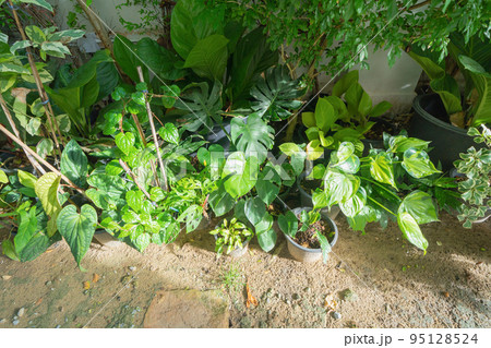 Green household vegetable plant pots leaves of trees in garden park in home or house. Exterior natural material for decoration background Green household vegetable plant pots leaves of trees in garden park in home or house. Exterior natural material for decoration background 95128524
