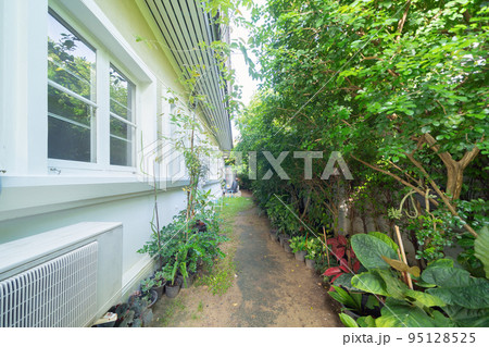 Green household vegetable plant pots leaves of trees in garden park in home or house. Exterior natural material for decoration background Green household vegetable plant pots leaves of trees in garden park in home or house. Exterior natural material for decoration background 95128525