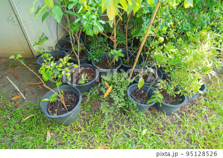 Green household vegetable plant pots leaves of trees in garden park in home or house. Exterior natural material for decoration background Green household vegetable plant pots leaves of trees in garden park in home or house. Exterior natural material for decoration background 95128526