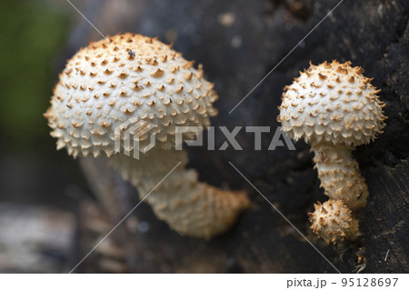 Mushrooms, growing on a tree trunk, royal mushrooms, Pholiota aurivella, in the autumn forest. Mushrooms, growing on a tree trunk, royal mushrooms, Pholiota aurivella, in the autumn forest. 95128697