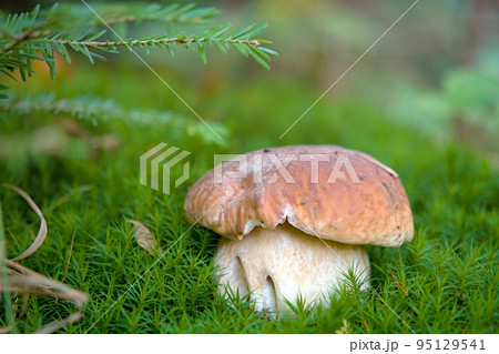 mushroom season 95129541