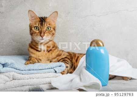 Pet grooming. Cute cat with tools for animal bathing, hygiene. 95129763