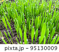 Closeup fresh thick grass with water drops 95130009
