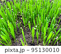 Closeup fresh thick grass with water drops 95130010