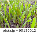 Closeup fresh thick grass with water drops 95130012