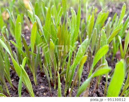 Closeup fresh thick grass with water drops 95130012