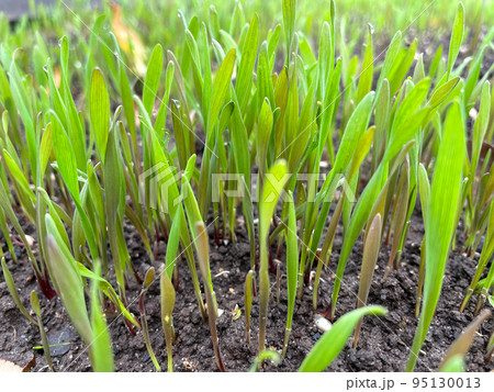 Closeup fresh thick grass with water drops 95130013