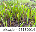 Closeup fresh thick grass with water drops 95130014