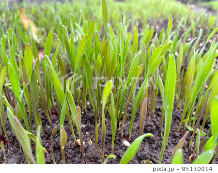 Closeup fresh thick grass with water drops 95130014