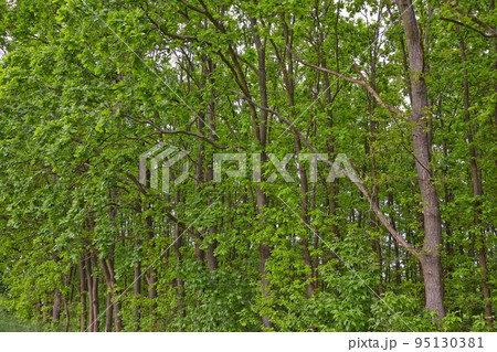 Spring Green Leaves 95130381