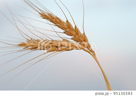 Wheat field detail 95130383