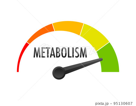 Metabolism level scale. Sign tachometer, speedometer, indicators. Vector stock illustration. Metabolism level scale. Sign tachometer, speedometer, indicators. Vector stock illustration. 95130607
