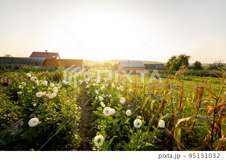 Rural flower farm Rural flower farm 95131032