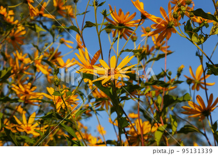 Jerusalem artichoke. bee on a blooming yellow flower. Sunny jerusalem artichoke flowers and blue sky background Jerusalem artichoke. bee on a blooming yellow flower. Sunny jerusalem artichoke flowers and blue sky background 95131339