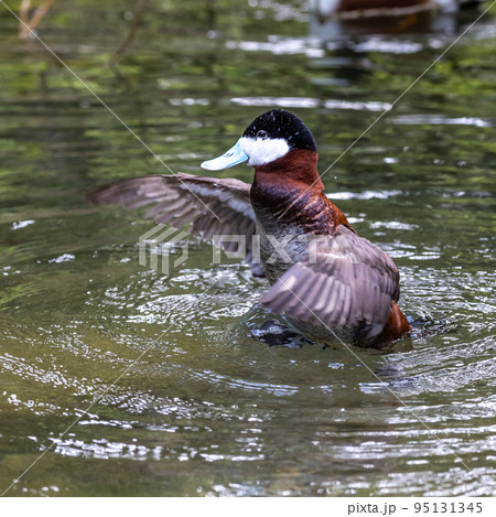 Ruddy Duck, Oxyura jamaicensis, swimming on water surface 95131345