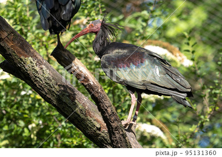 Northern Bald ibis, Geronticus eremita in a German park 95131360
