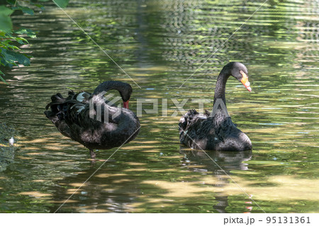Black Swan, Cygnus atratus in a german nature park Black Swan, Cygnus atratus in a german nature park 95131361