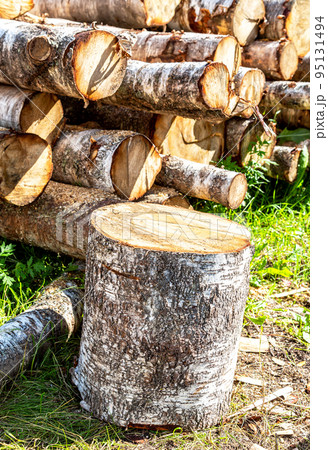 Deforestation, stacked timber at the countryside in sunny day 95131494