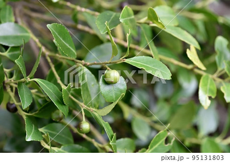 イヌツゲの実 95131803