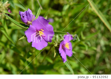 ヒメノボタンの花 ヒメノボタンの花 95132092