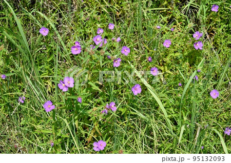 ヒメノボタンの花 95132093