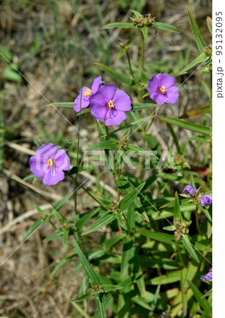 ヒメノボタンの花 ヒメノボタンの花 95132095