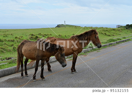 ヨナグニ馬 95132155