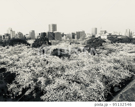 桜 桜 95132546
