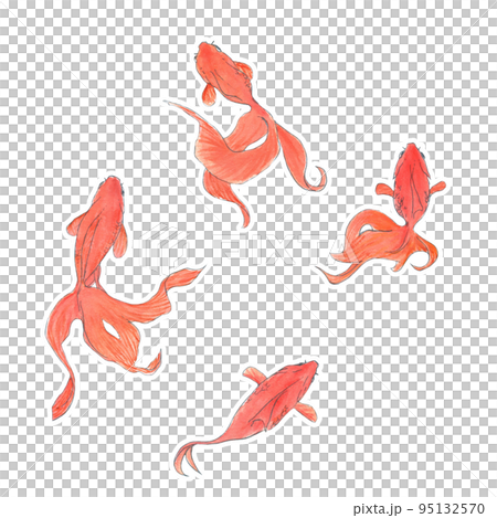 金魚水彩插圖素材 金魚水彩插圖素材 95132570