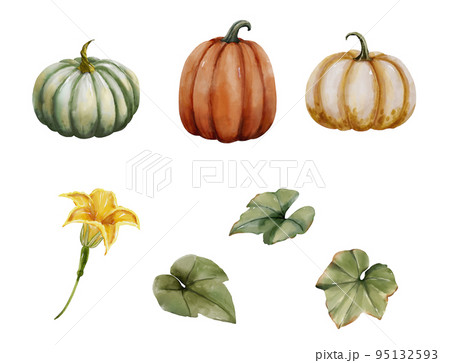 カボチャ ズッキーニ お盆 95132593