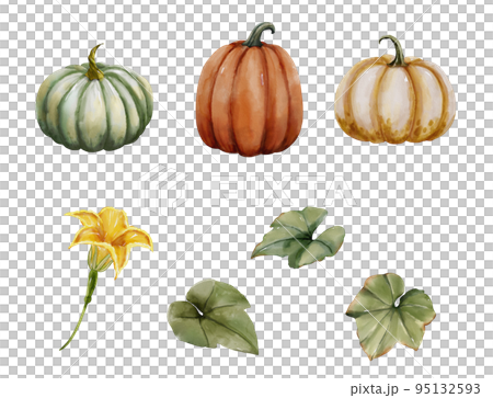 水彩_南瓜 95132593
