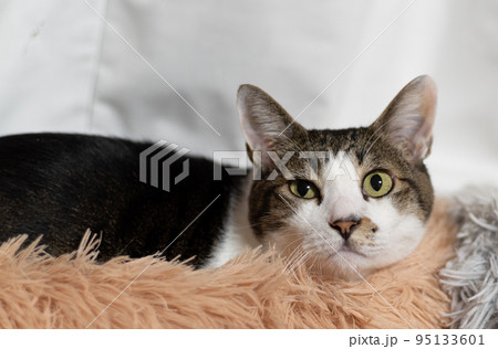 くつろぐ猫 キジトラ猫 くつろぐ猫 キジトラ猫 95133601