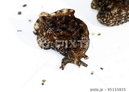 アメフラシ 95133835